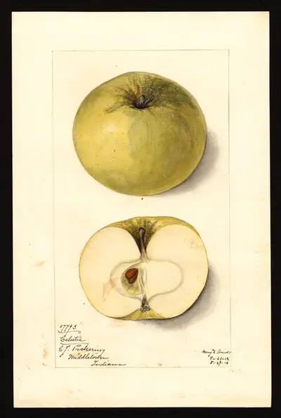 USDA watercolor illustration of Celestia