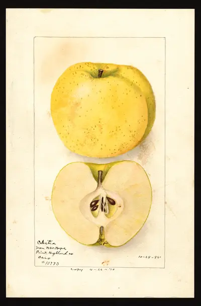 USDA watercolor illustration of Celestia