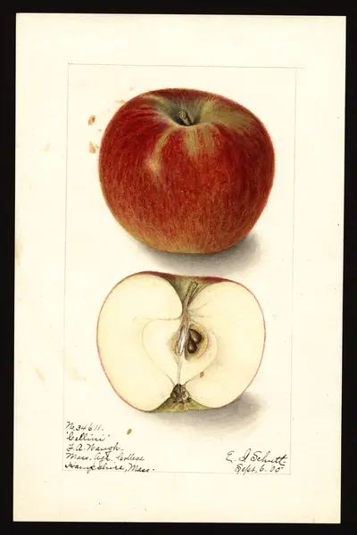 Watercolor of Cellini