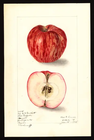 USDA watercolor illustration of Charlamoff
