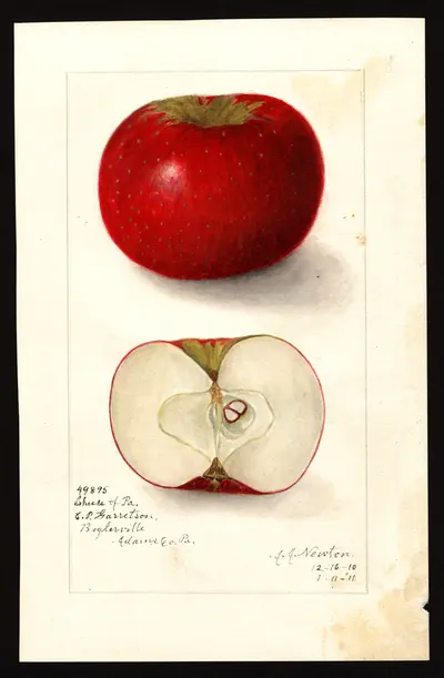 USDA watercolor illustration of Cheese of Pa