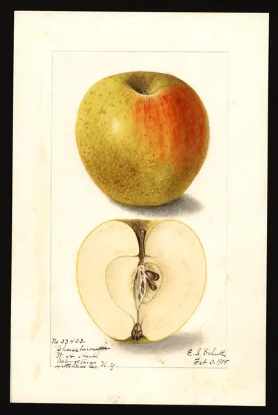 Watercolor of Cheeseboro