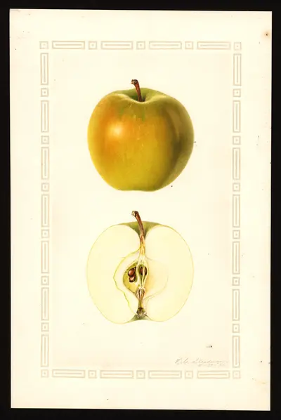 USDA watercolor illustration of Cleopatra