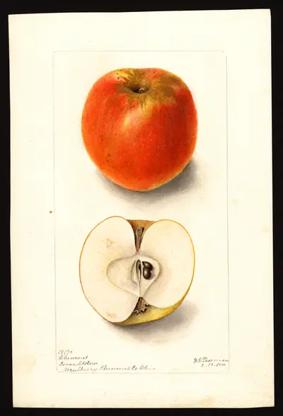 Watercolor of Clermont