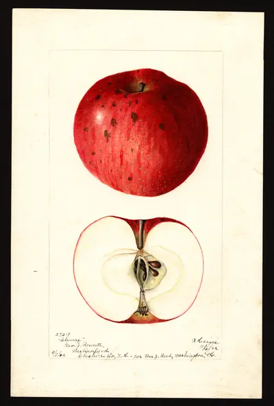 Watercolor of Climax