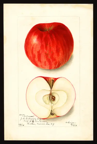 Watercolor of Collamer