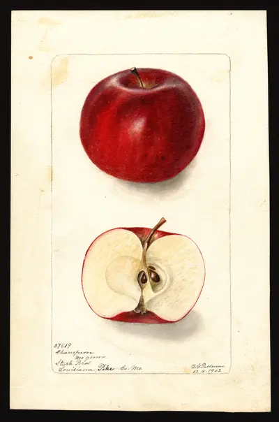 Watercolor of Collins
