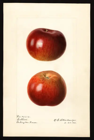 USDA watercolor illustration of Collins