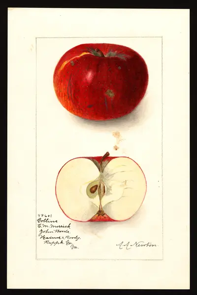 USDA watercolor illustration of Collins
