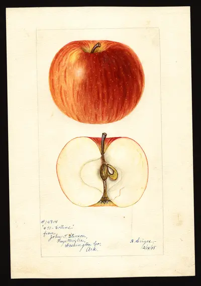 USDA watercolor illustration of Collins