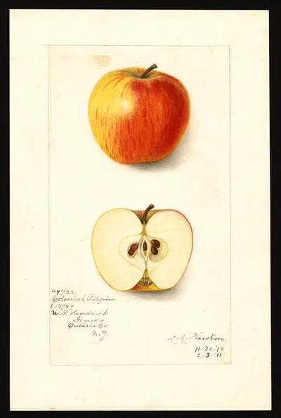 Watercolor of Colonial Pippin