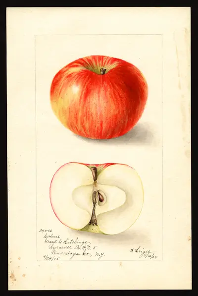 USDA watercolor illustration of Colvert