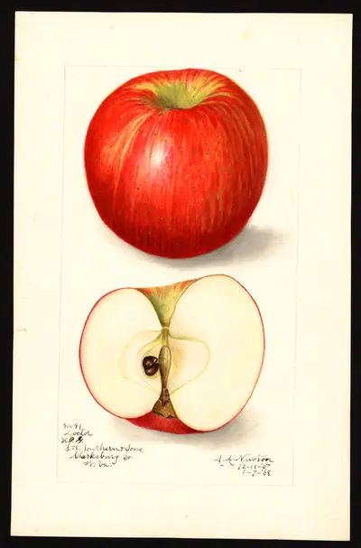 USDA watercolor illustration of Doctor