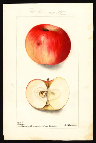 USDA watercolor illustration of Doctor