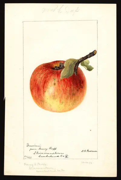 USDA watercolor illustration of Domine