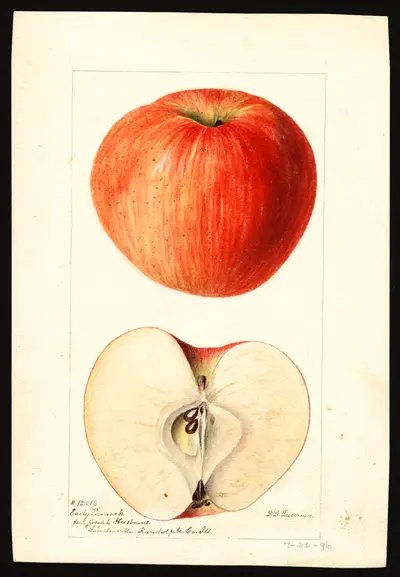 USDA watercolor illustration of Early Pennock