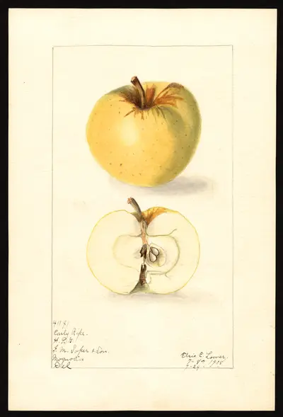USDA watercolor illustration of Early Ripe