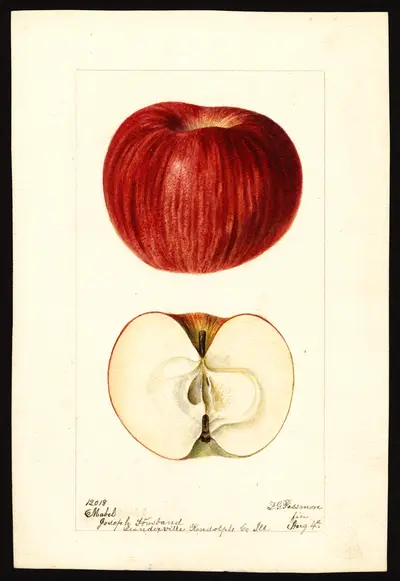 USDA watercolor illustration of Mabel