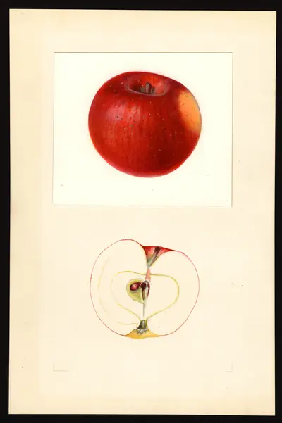Watercolor of Macoun
