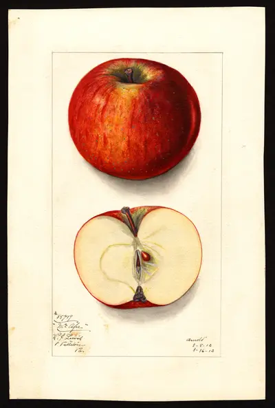 Watercolor of McAFEE