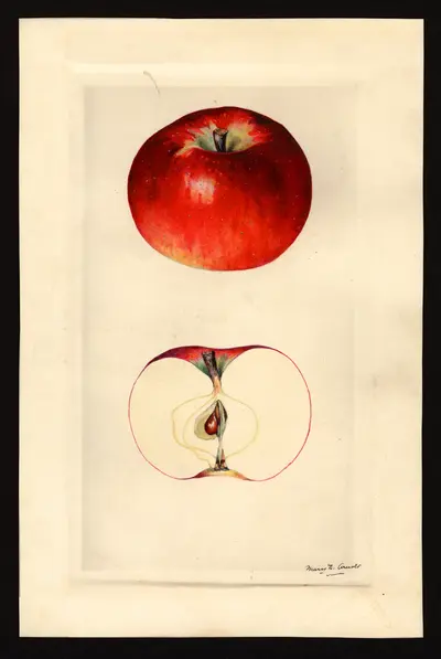 USDA watercolor illustration of CORTLAND