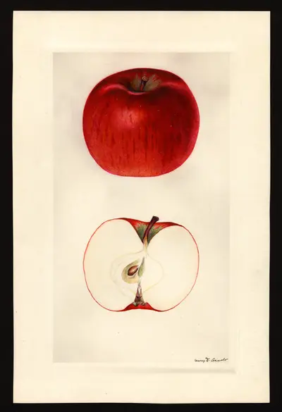 USDA watercolor illustration of CORTLAND