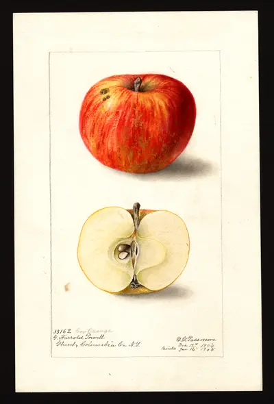 USDA watercolor illustration of Cox Orange