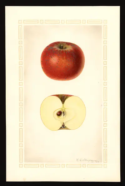 USDA watercolor illustration of Cox Orange