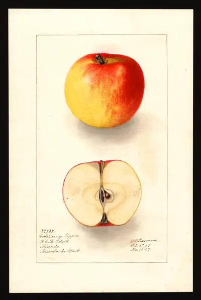 USDA watercolor illustration of Cox Orange