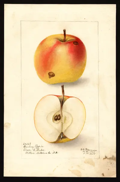 USDA watercolor illustration of Cranberry Pippin