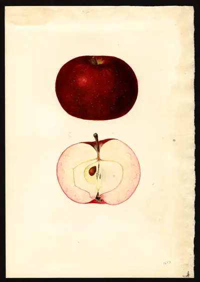 USDA watercolor illustration of Early McIntosh