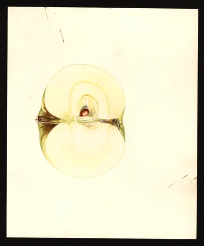 USDA watercolor illustration of Early Ripe