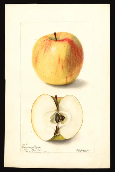 USDA watercolor illustration of Cranberry Pippin