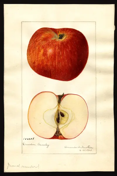 Watercolor of Crimson Bramley