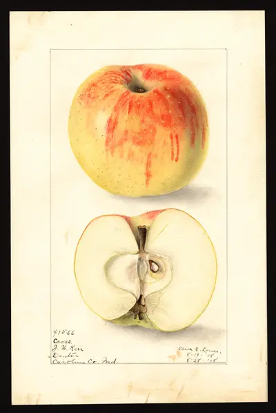 USDA watercolor illustration of Cross