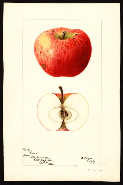 USDA watercolor illustration of Cross
