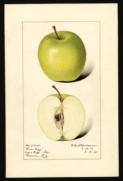 Watercolor of Crow Egg