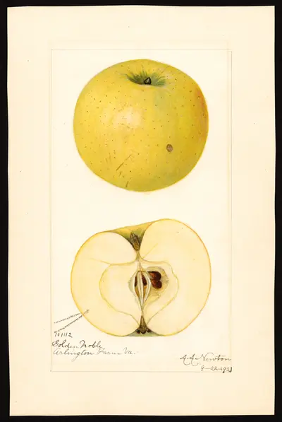 Watercolor of Golden Noble