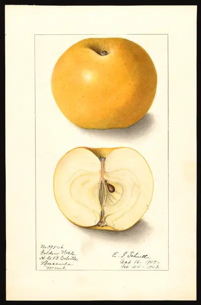 USDA watercolor illustration of Golden Noble