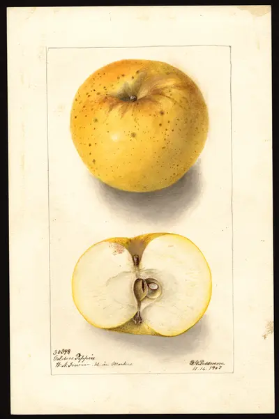 Watercolor of Golden Pippin