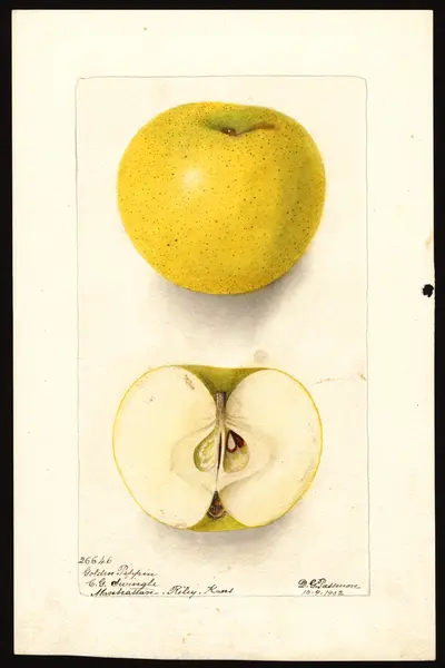 USDA watercolor illustration of Golden Pippin
