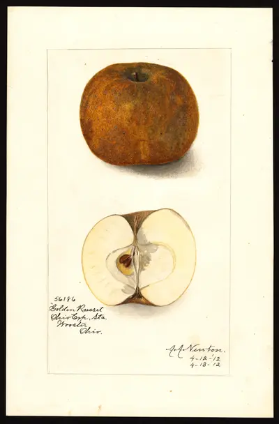 Watercolor of Golden Russet (English Golden Russet)