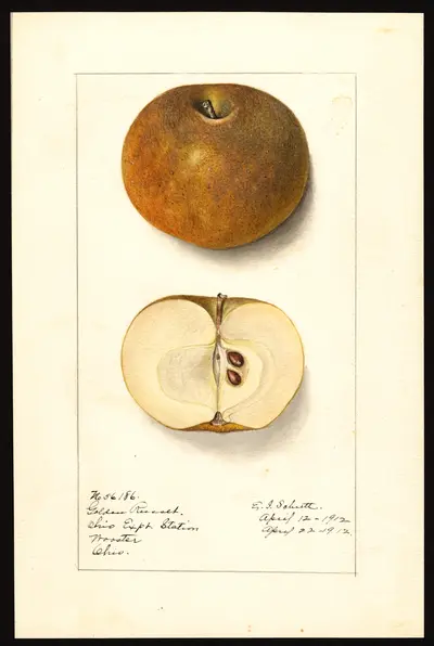USDA watercolor illustration of Golden Russet