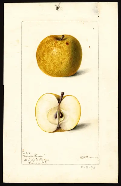 USDA watercolor illustration of Golden Russet