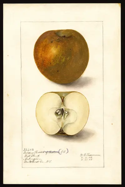 USDA watercolor illustration of Golden Russet
