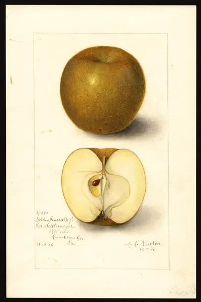 USDA watercolor illustration of Golden Russet
