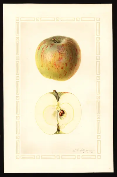 USDA watercolor illustration of Daniels