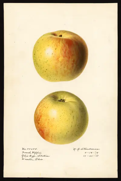 USDA watercolor illustration of French Pippin
