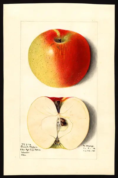 USDA watercolor illustration of French Pippin