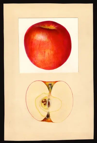 Watercolor of Fyan
